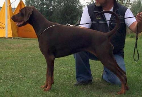 Nikita v. Royaert | Brown Doberman Pinscher