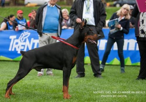 Nichel del Najo Made in Sicily | Black Doberman Pinscher