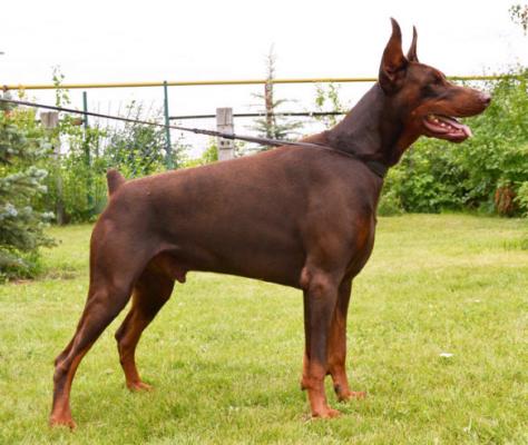 Salvatore from Vista Verde | Brown Doberman Pinscher