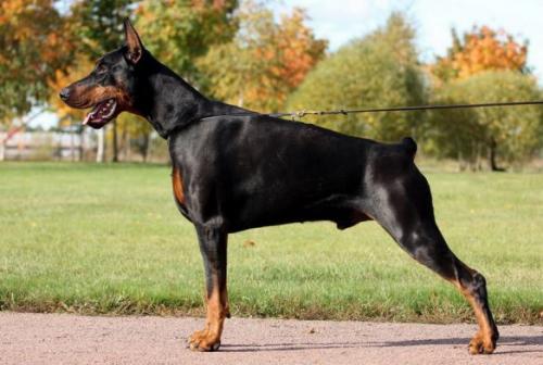 Troy del Nasi | Black Doberman Pinscher