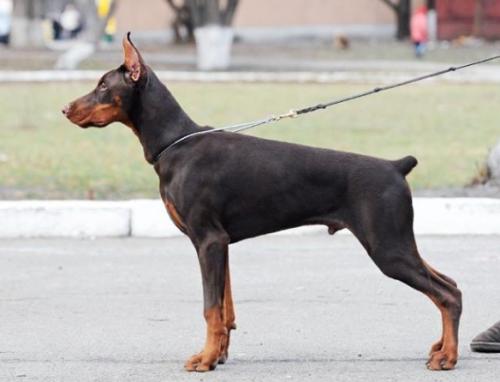 Casa di Fera Frankie Figs | Brown Doberman Pinscher