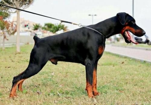 Arco (LO13130303) | Black Doberman Pinscher