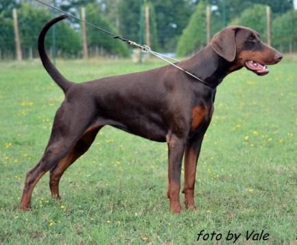 Iskra Capax Infiniti | Brown Doberman Pinscher