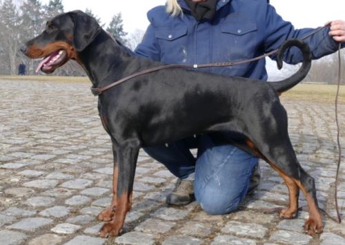 Leica Capax Infiniti | Black Doberman Pinscher