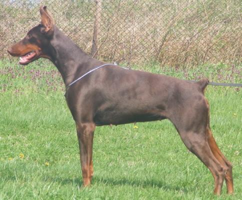 Kira v. Neusaddrache | Brown Doberman Pinscher