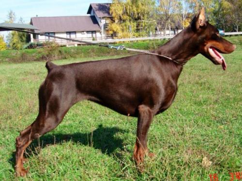 Manuela Betelges | Brown Doberman Pinscher