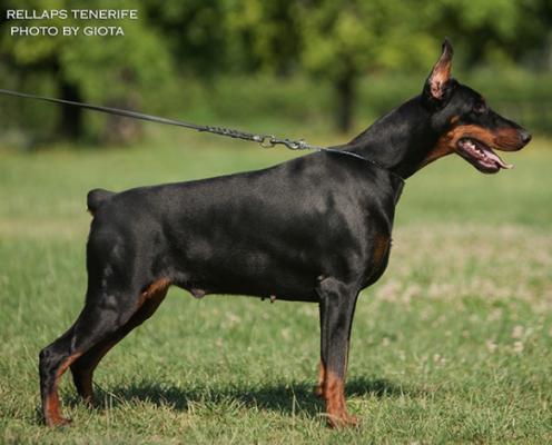 Rellaps Tenerife | Black Doberman Pinscher