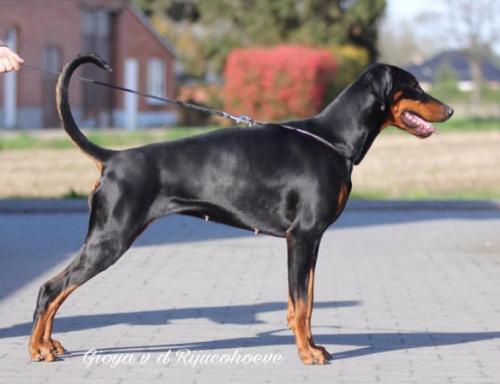 Gioya v.d. Rijucohoeve | Black Doberman Pinscher