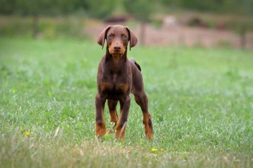 Tarek (NHSB 3000298) | Brown Doberman Pinscher