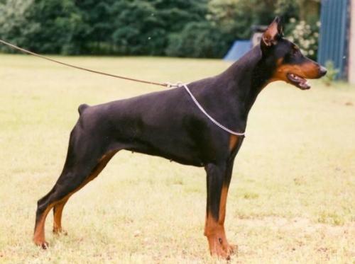 Lady Levina v. Roveline | Black Doberman Pinscher