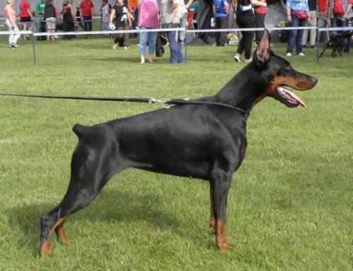 Tahi-Reme Jameerah | Black Doberman Pinscher