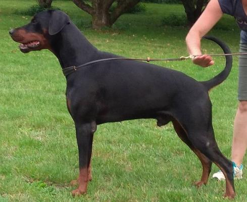 Jasper de Chardmethee | Black Doberman Pinscher