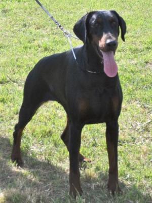 Hirina Campagnanensis | Black Doberman Pinscher