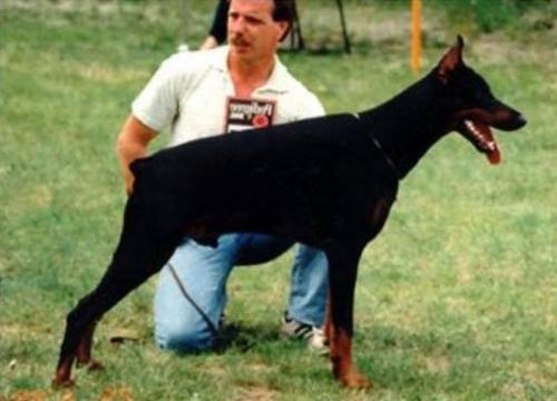 Henrico v.d. Preussen-Garde | Black Doberman Pinscher