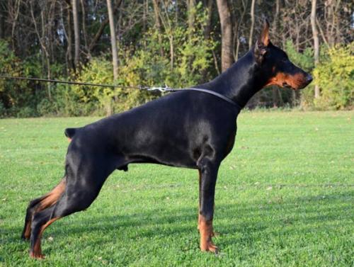 Fort Bellators Gallardo | Black Doberman Pinscher