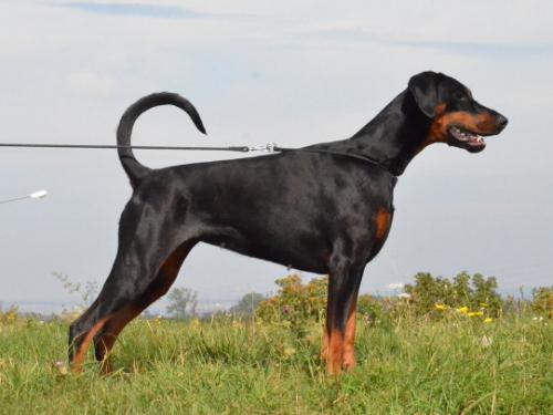 Novalis od Dvou Lvu | Black Doberman Pinscher