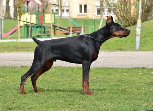 Get To The Point Gandalf Gox | Black Doberman Pinscher