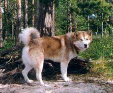 Watzikimas Hunting Santo | Alaskan Malamute 