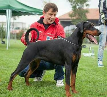 Gitana del Tibur | Black Doberman Pinscher