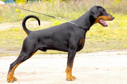 Kaiser di Perlanera | Black Doberman Pinscher