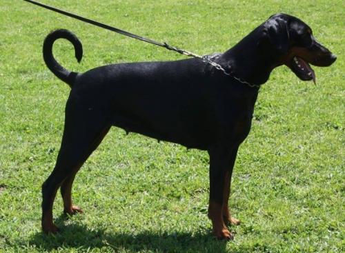 Sorceress v. Hellerwald | Black Doberman Pinscher