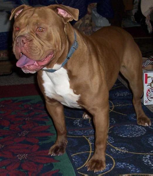 BuffaloCreek's Monster Chocolate(AKA)Monster. | Olde English Bulldogge 