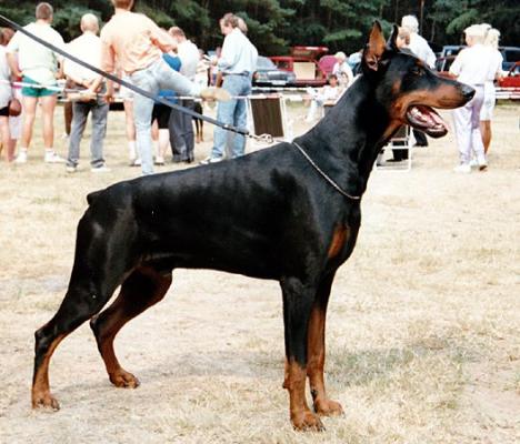 Eick v.d. Rappenau | Black Doberman Pinscher