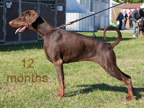 Baghera (LO1594102) | Brown Doberman Pinscher