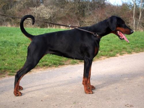 Heidilouberry v. Lehmannsfelsen | Black Doberman Pinscher