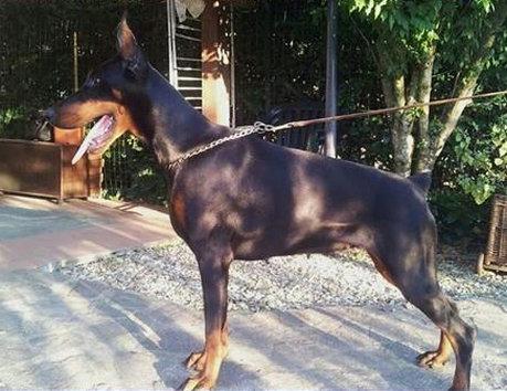 Bea del Diamante Nero | Black Doberman Pinscher