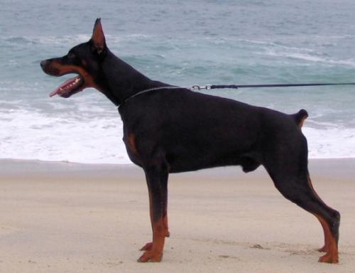 El Gringo del Diamante Nero | Black Doberman Pinscher