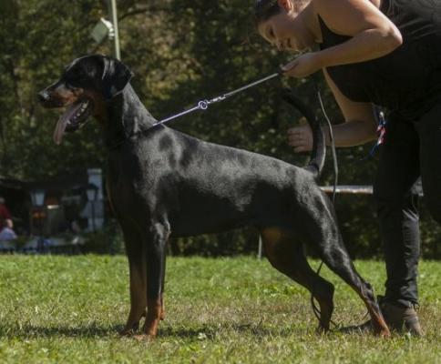 Viper v.d. Treuen Seele | Black Doberman Pinscher