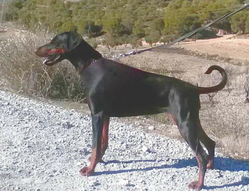 Gravin Circe Cirmalooola v. Neêrlands Stam | Black Doberman Pinscher