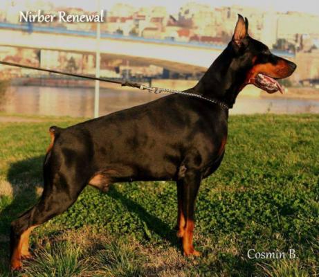 Nirber v. Renewal | Black Doberman Pinscher