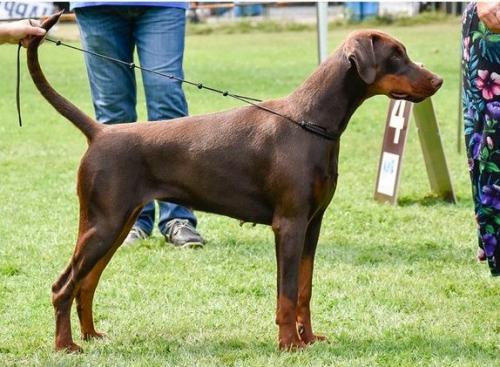 Keepthekarma v. Elbauetal | Brown Doberman Pinscher