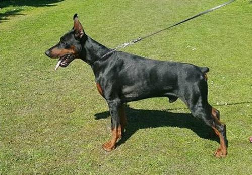 Smart Wood Hills Ghino | Black Doberman Pinscher