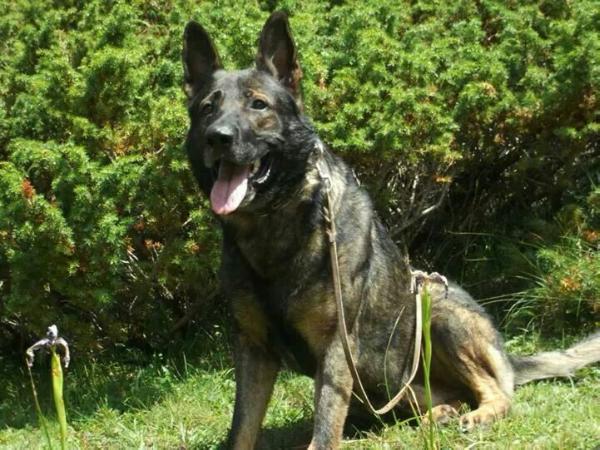 Heavy de Can Chevy | German Shepherd Dog 