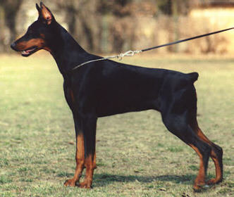 Pirouschka v. Brandenburg | Black Doberman Pinscher