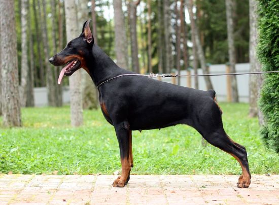 Tahi-Reme Kaylie | Black Doberman Pinscher