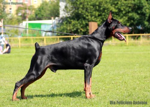 Via Felicium Antonio | Black Doberman Pinscher