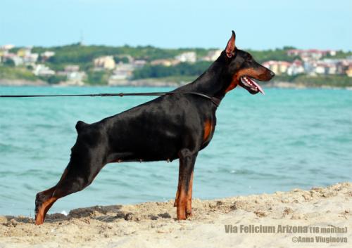 Via Felicium Arizona | Black Doberman Pinscher