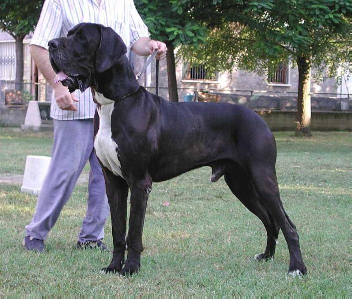 Rios-N del Castello Delle Rocche | Great Dane 