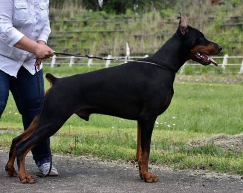 Filimamont Extraterrestrial | Black Doberman Pinscher