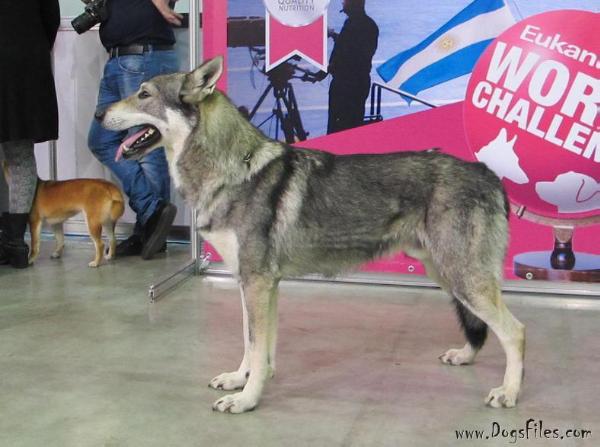 Zee Zee Top z Molu Es | Czechoslovakian Wolfdog 