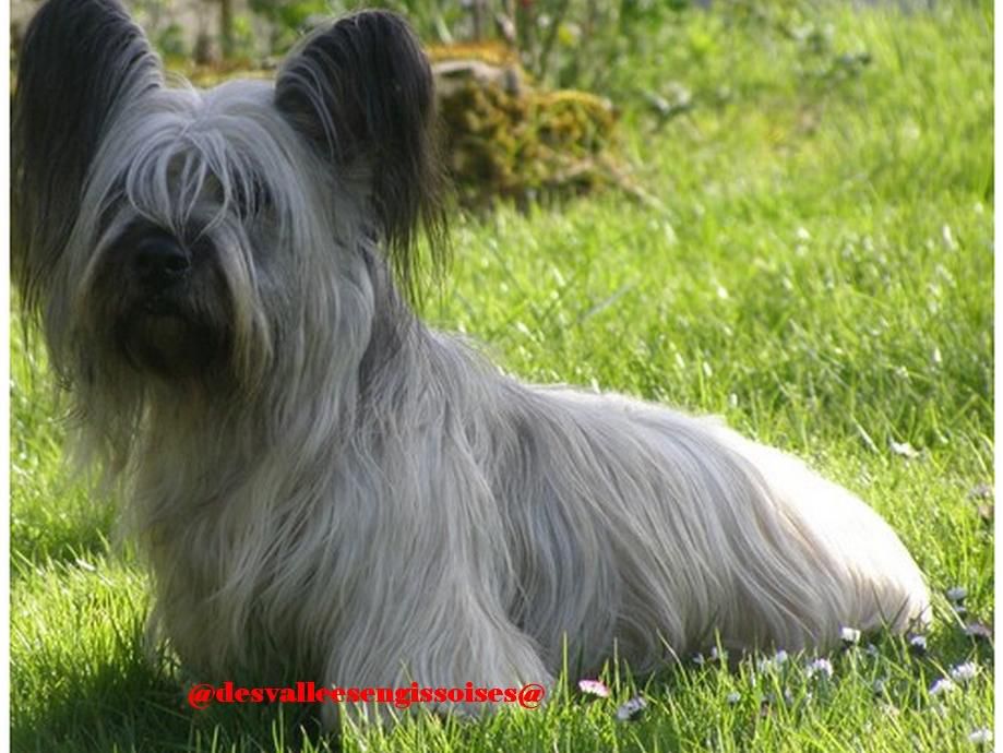 Time For Nothing des Vallees Engissoises | Skye Terrier 