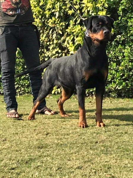 Magic wolves x'cellsa maid to order | Rottweiler 