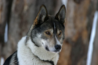 Hudson Of Seppalta | Siberian Husky 