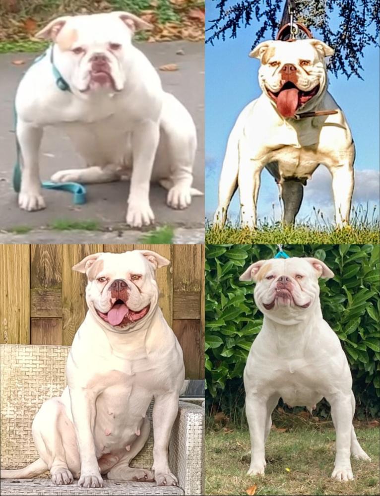 El marginal bull's bulma | American Bulldog 