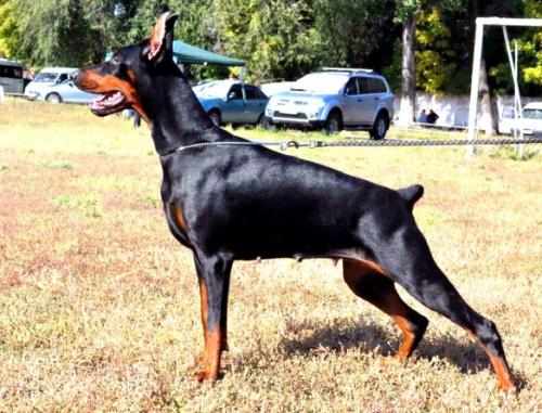 Filimamont Energy Emotion | Black Doberman Pinscher