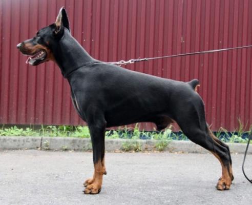 Filimamont Eccentric Emperor | Black Doberman Pinscher